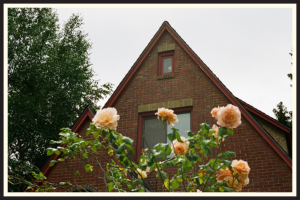 Film photo of a rosebush in front of a brick house in Seattle