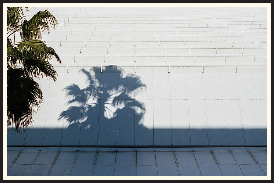 Film photo of a palm tree and its reflection in Los Angeles