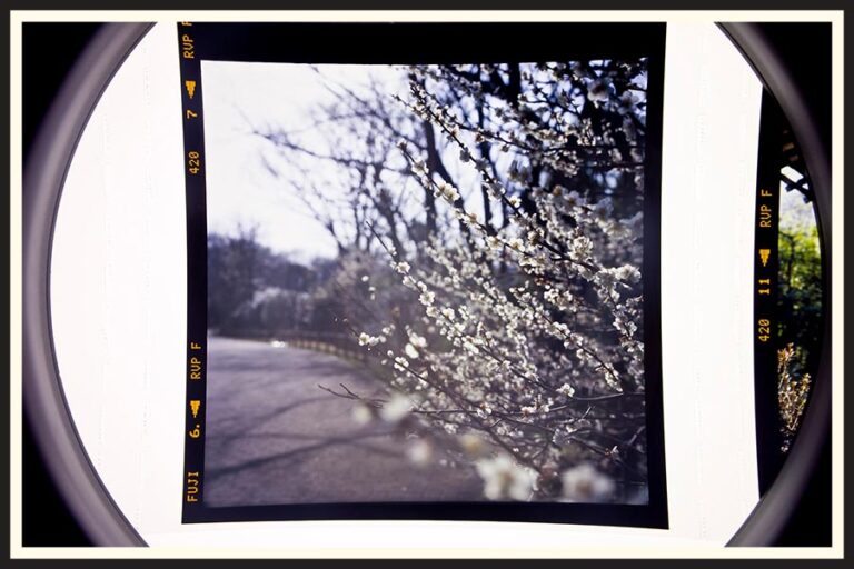 How to Scan Negatives (Pros and Cons of Each Option)