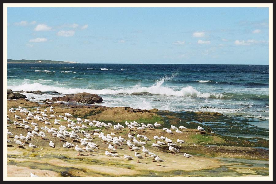 Film photo of a flock of seagulls on the beach in Sydney.