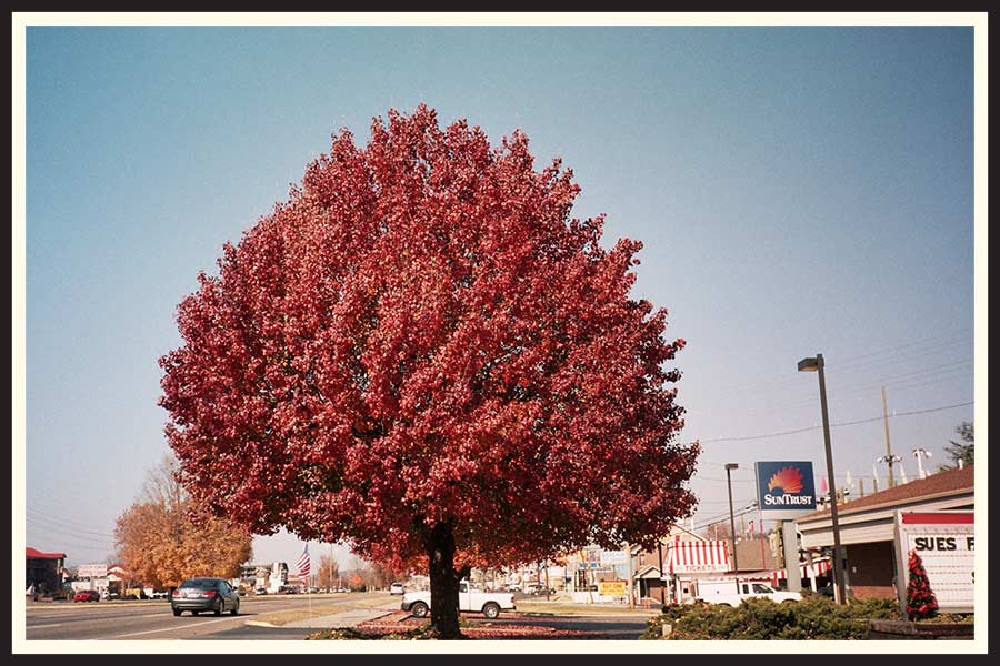 Film photo of a large, colorful tree in Tennessee. 
