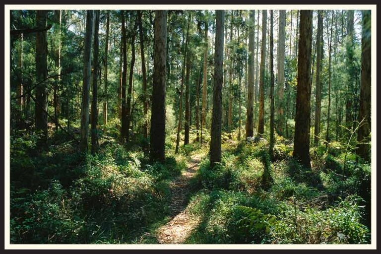 Where to Develop Film in Perth in 2023.