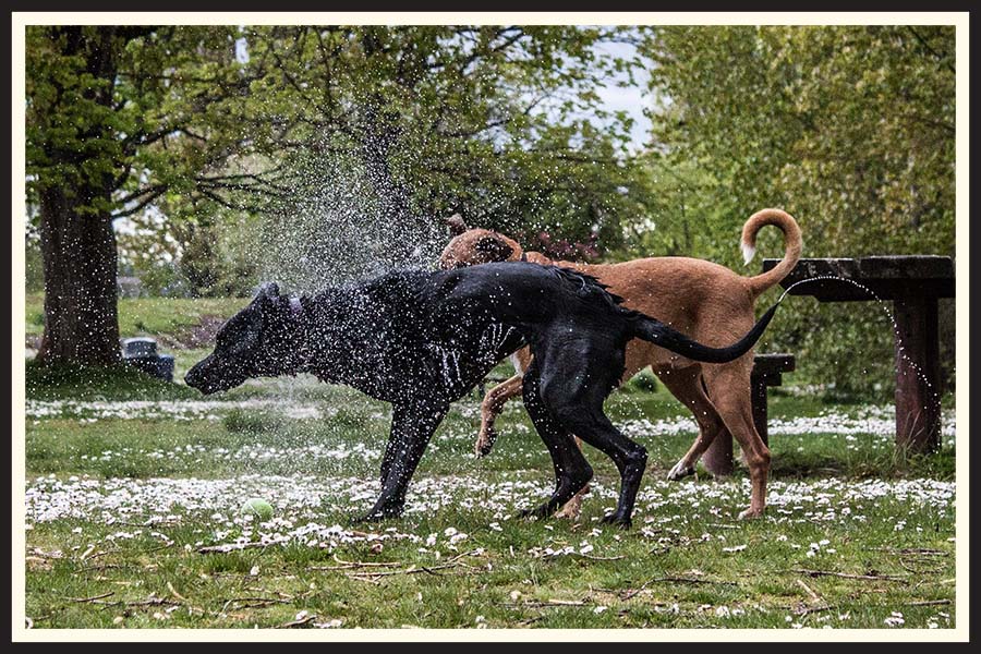 A wet dog shakes off, the water droplets captured by the fast shutter speed.