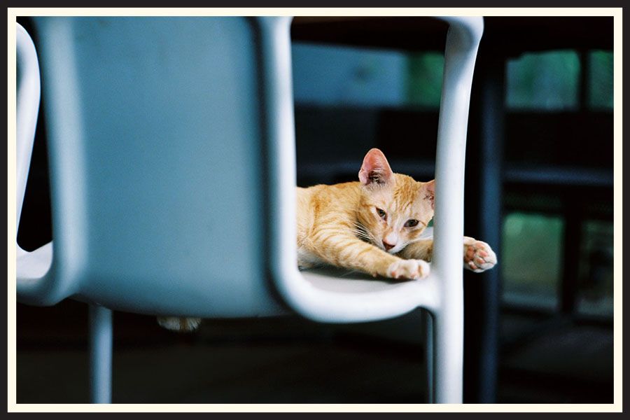 Film photo of a small orange cat on Kodak Ektar 100 film.