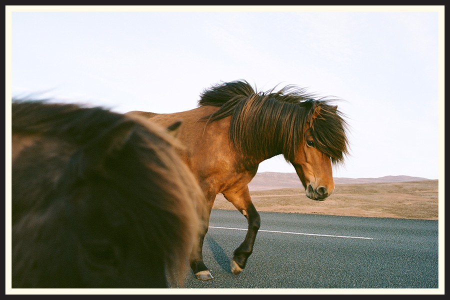 Film photo of a horse standing in the middle of the road taken on Kodak Ektar 100 film.