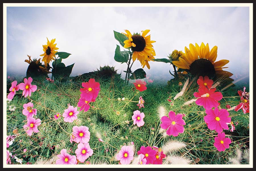 A film double exposure of bright flowers on Kodak Ektar 100.