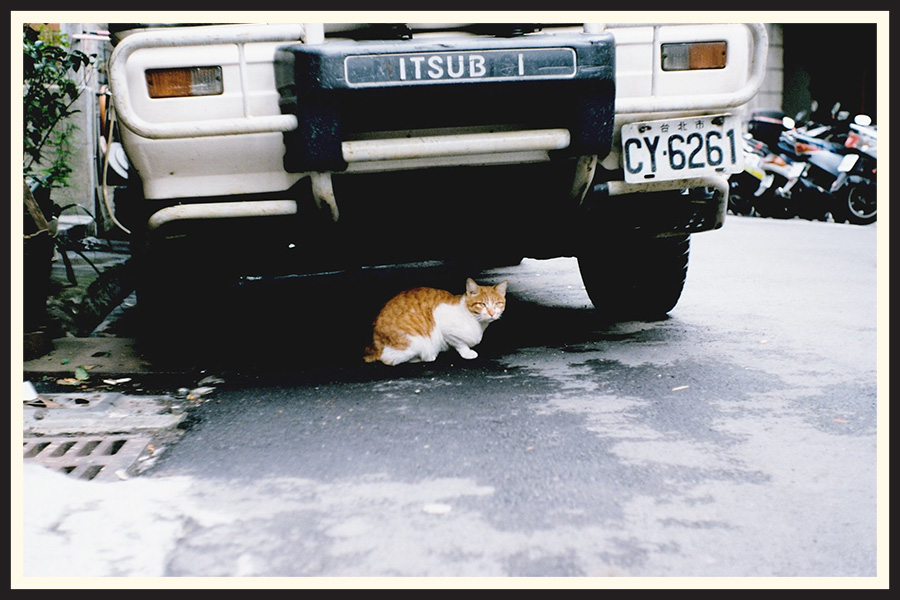 Film photo of a cat hiding under a car on Kodak Ektar 100.