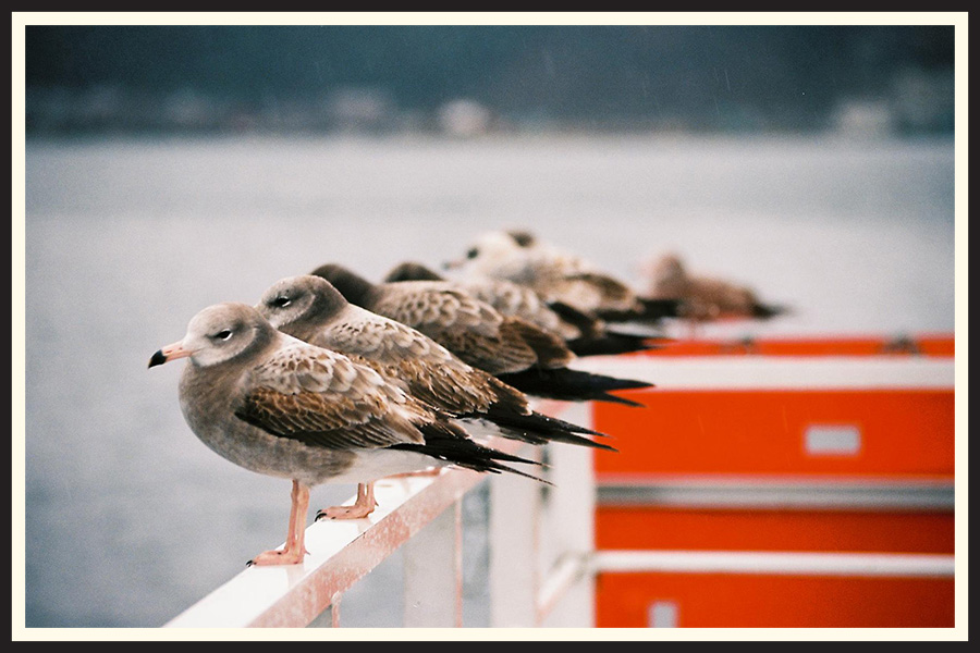A group of birds stand in a line in a photo taken on Kodak Ektar 100 film.