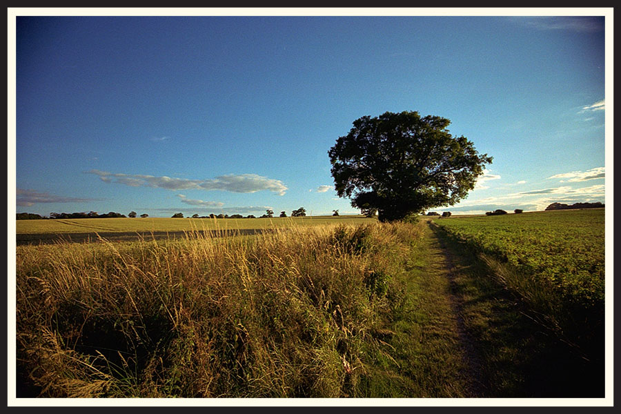 Film photo of a tree in the middle of a large field, taken on Kodak Colorplus 200 color film.