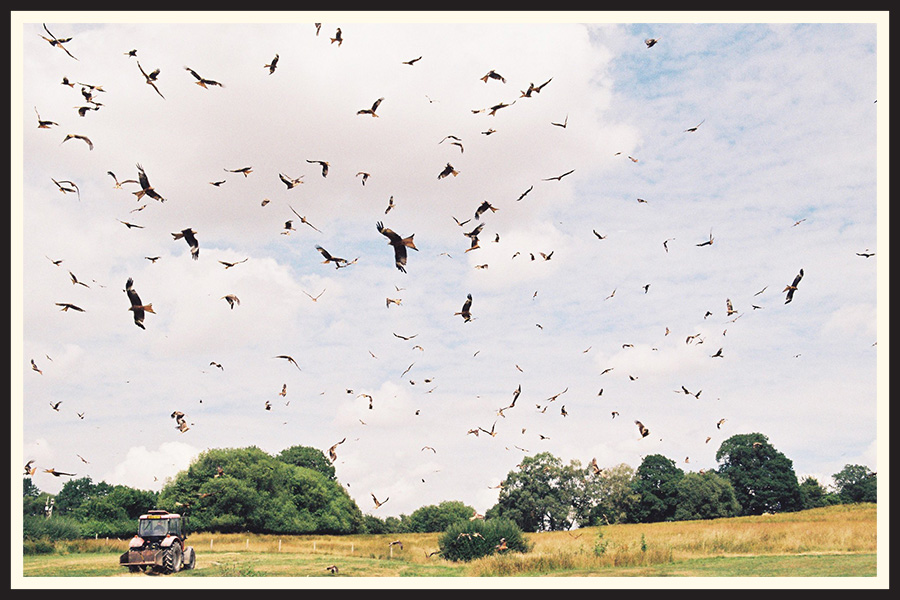 A large flock of birds fly over a field, taking up most of the frame of this film photo taken on Kodak Colorplus 200.