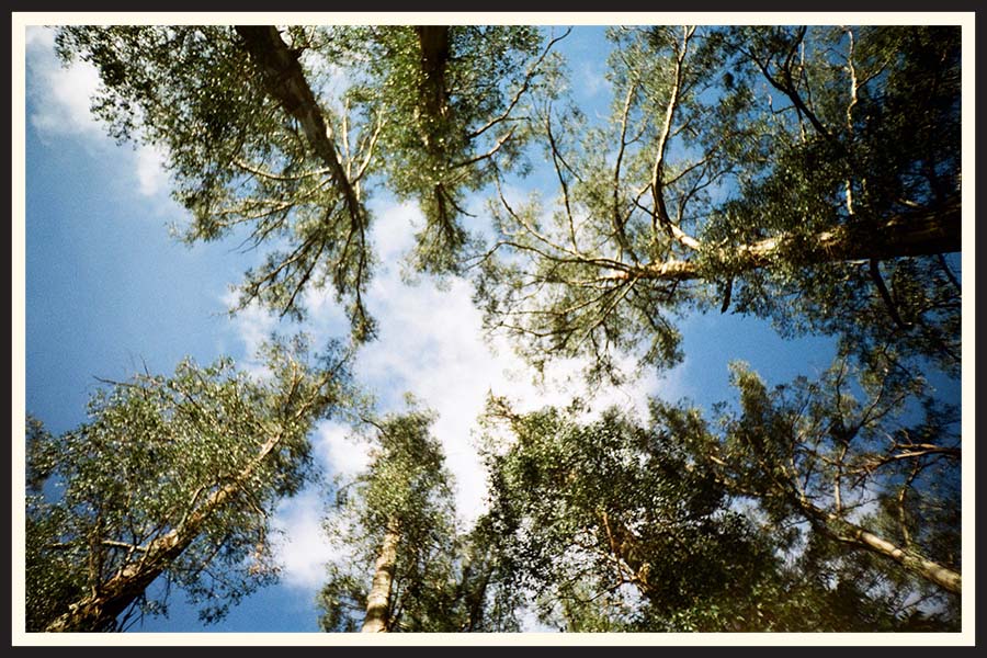 Film photo looking straight up at trees against a blue sky, taken on Kodak Colorplus 200.