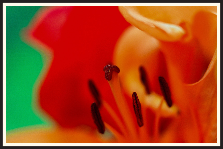 Macro film photo of a vibrant, red flower, taken on Kodak Portra 800.